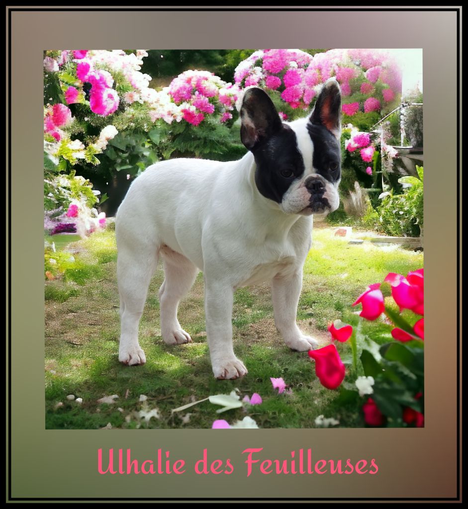 Ulhalie des Feuilleuses 