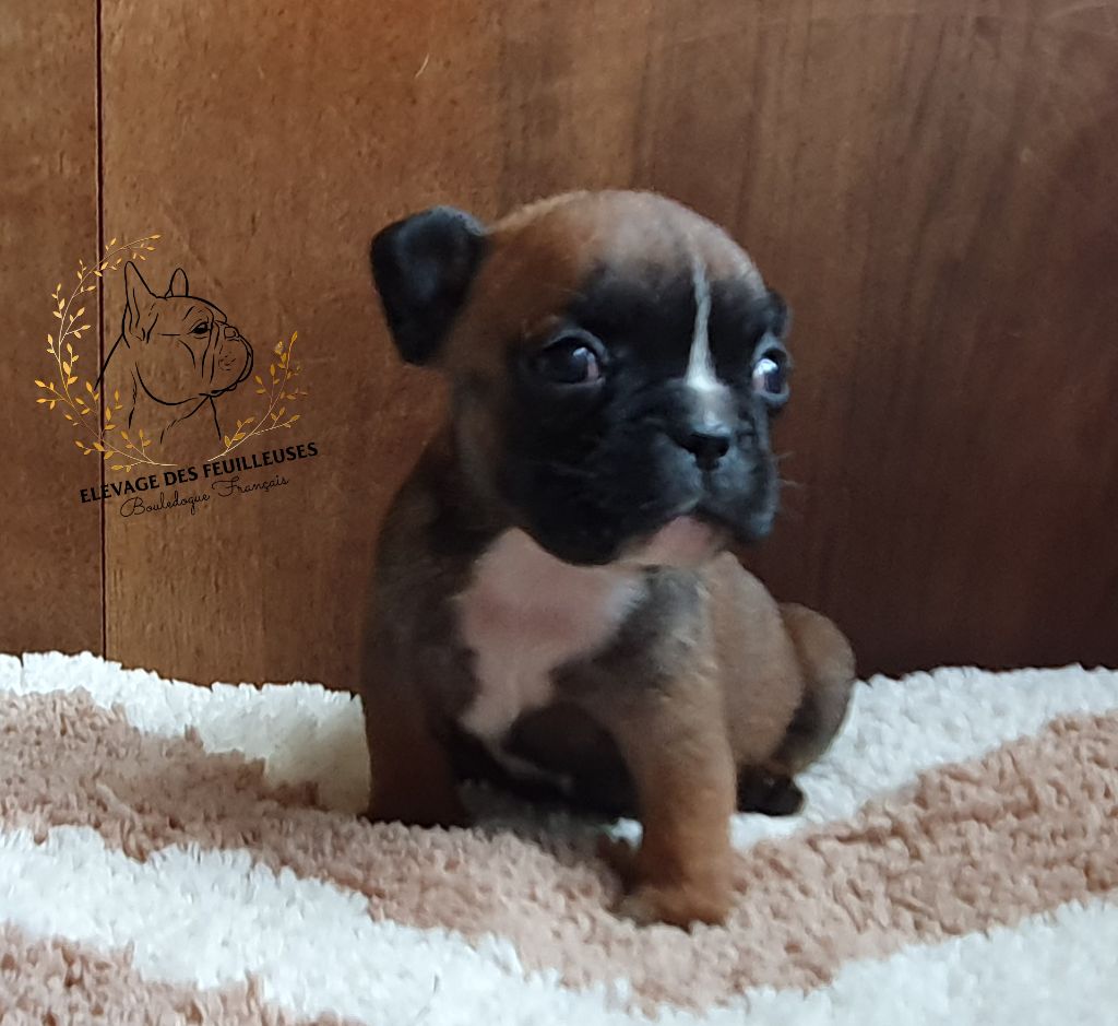 des Feuilleuses - Chiots disponibles - Bouledogue français