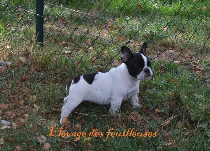 Chiot Bouledogue français des Feuilleuses