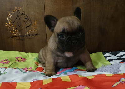 Chiot 1