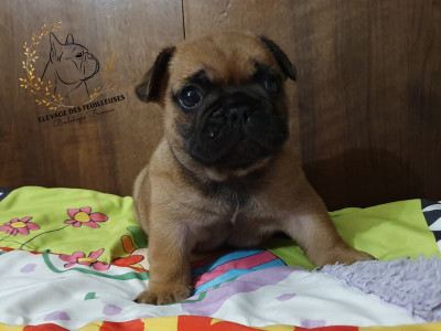 CHIOT 3