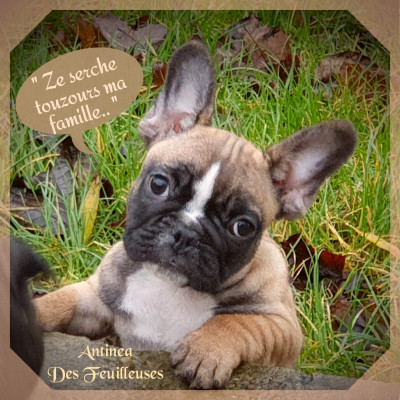 Antinea des Feuilleuses