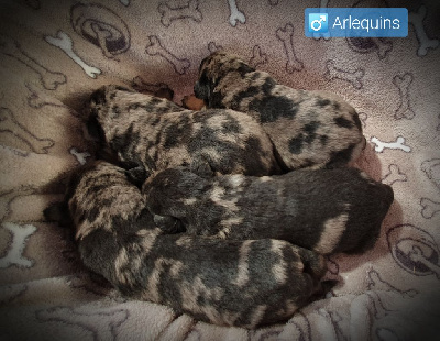 CHIOT 6 ( arlequin)