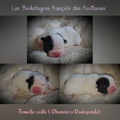 CHIOT 2