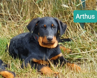Arthus des Feuilleuses 