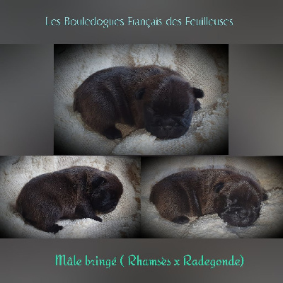 CHIOT 1