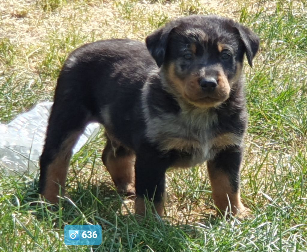 des Feuilleuses - Chiots disponibles - Berger de Beauce