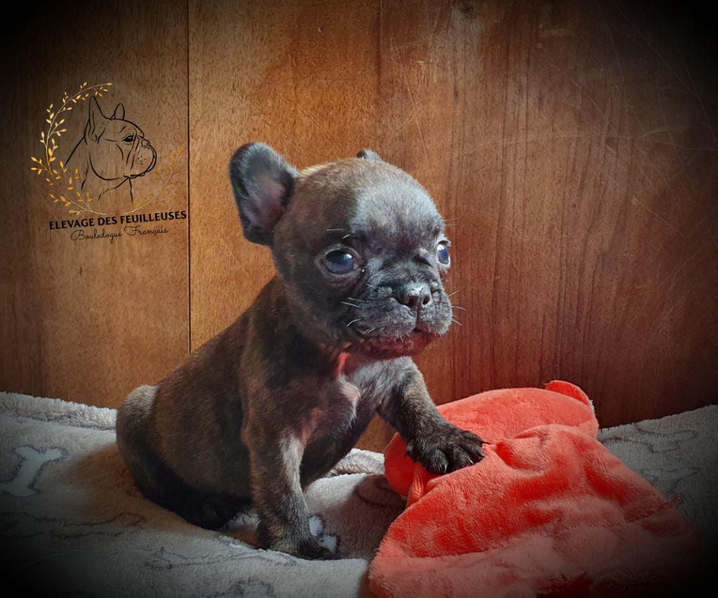 des Feuilleuses - Chiots disponibles - Bouledogue français
