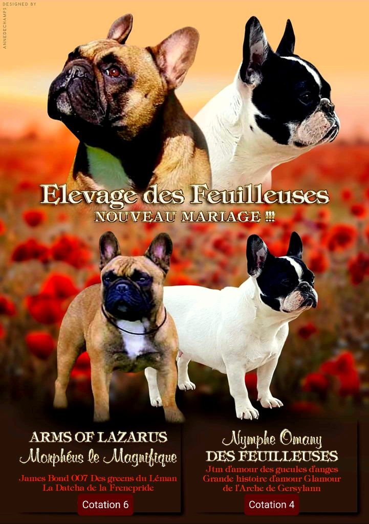 Chiot Bouledogue français des Feuilleuses