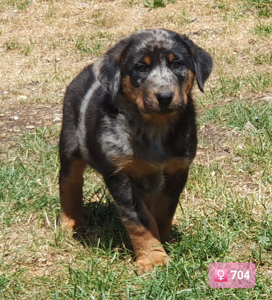 des Feuilleuses - Chiots disponibles - Berger de Beauce