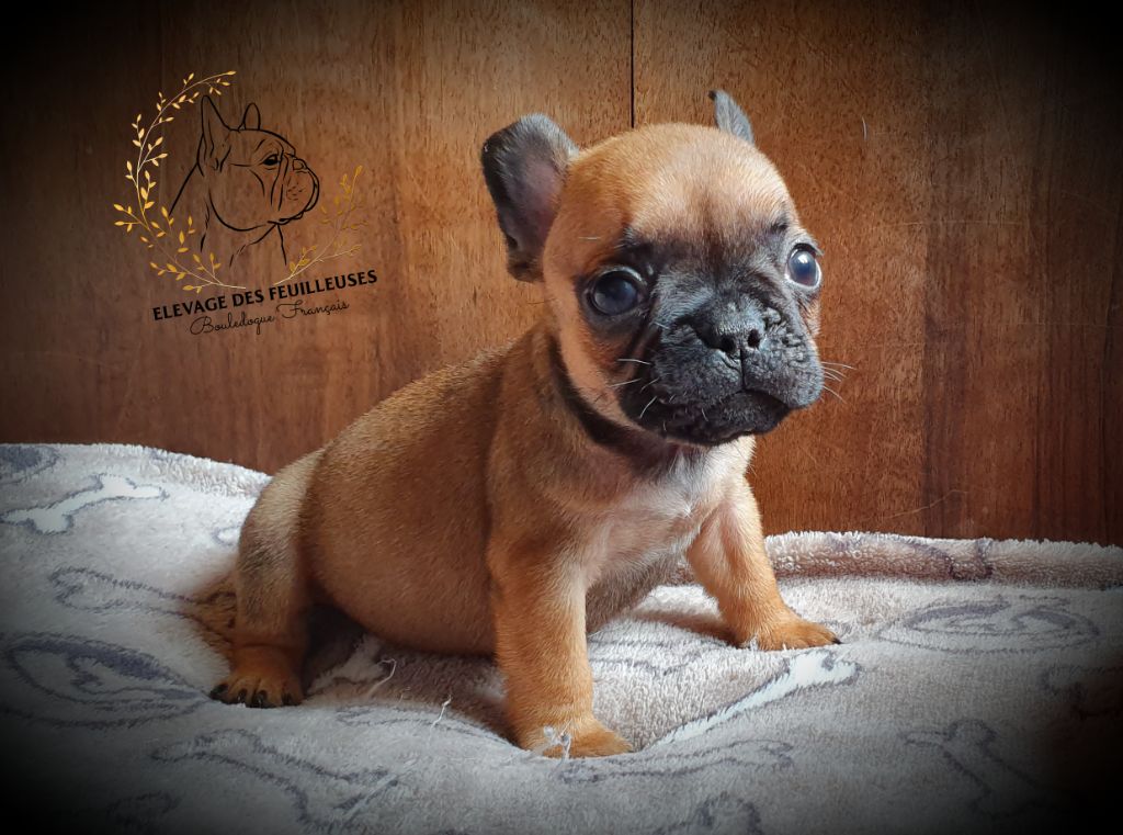 des Feuilleuses - Chiots disponibles - Bouledogue français