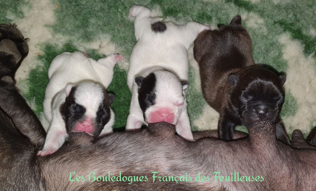 Chiot Bouledogue français des Feuilleuses