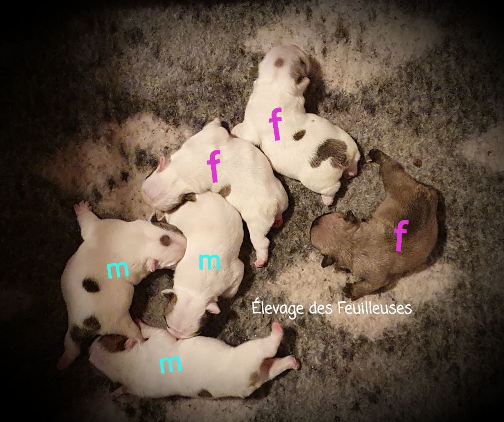 Chiot Bouledogue français des Feuilleuses