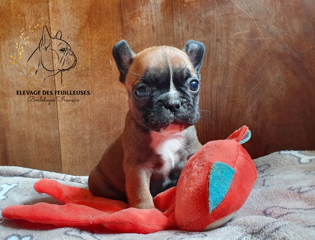 des Feuilleuses - Chiots disponibles - Bouledogue français