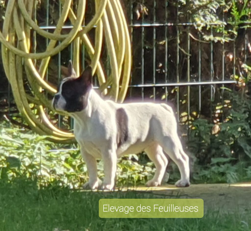 Une jolie môme  des Feuilleuses 