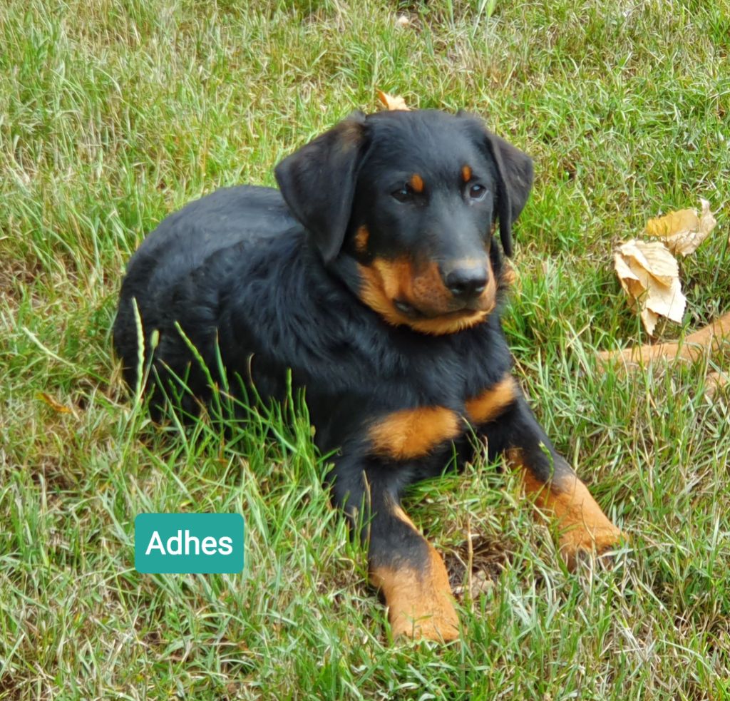 des Feuilleuses - Chiots disponibles - Berger de Beauce