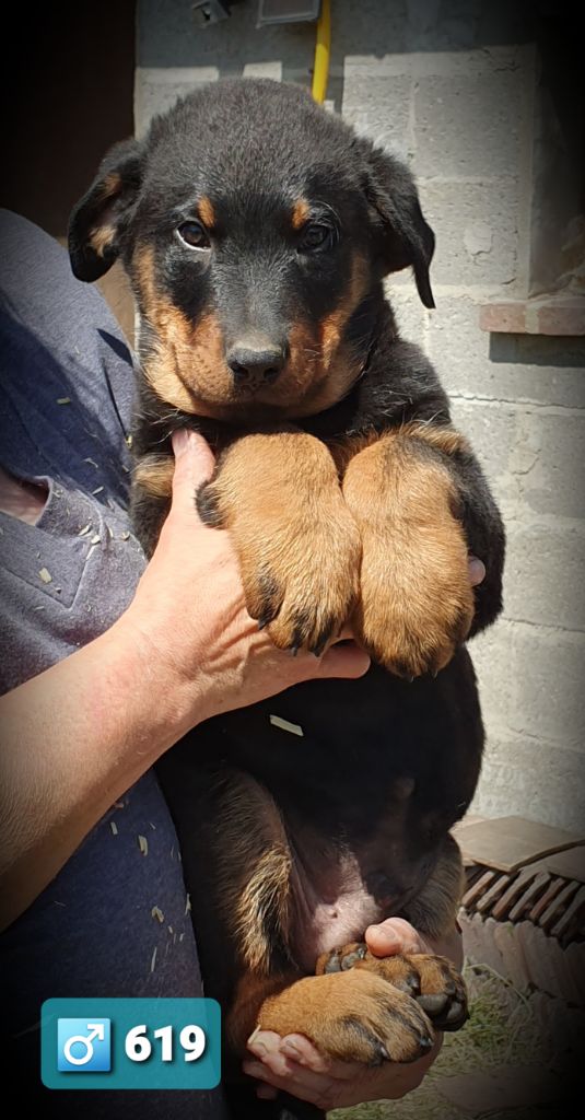 des Feuilleuses - Chiots disponibles - Berger de Beauce