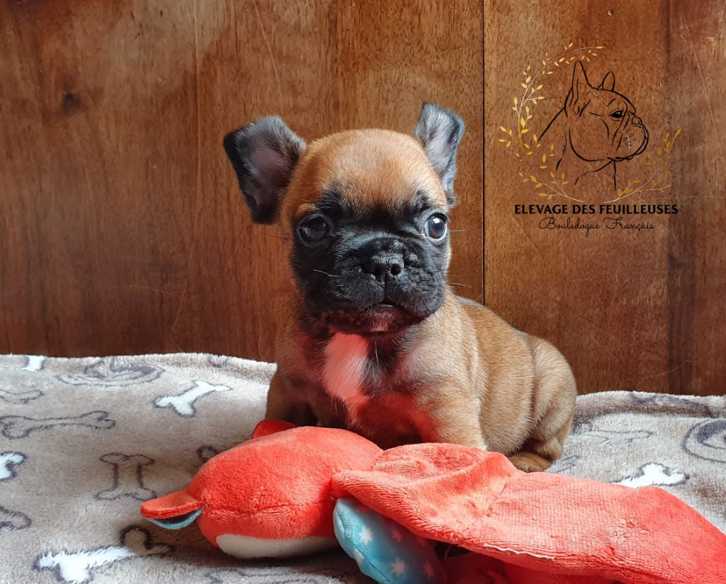 des Feuilleuses - Chiots disponibles - Bouledogue français