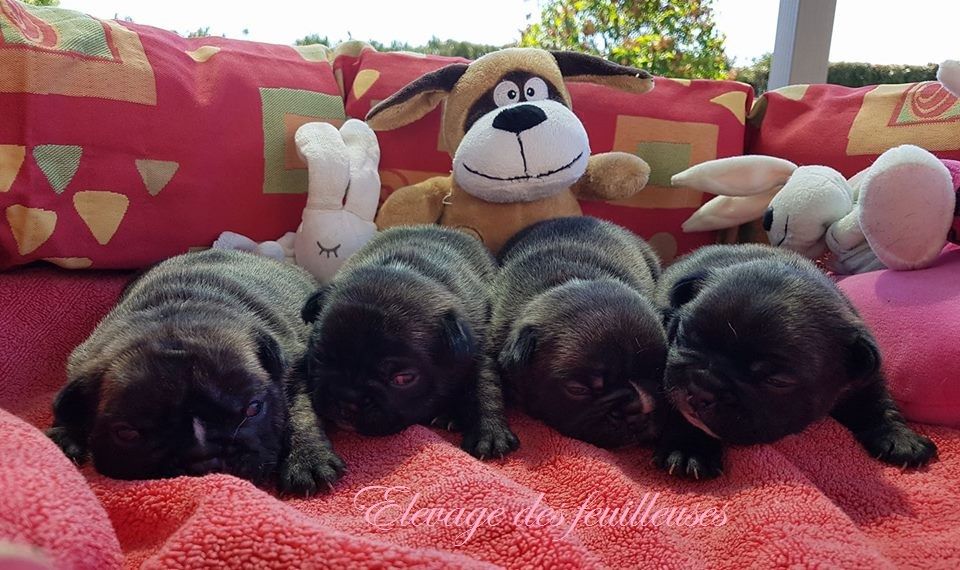 Chiot Bouledogue français des Feuilleuses