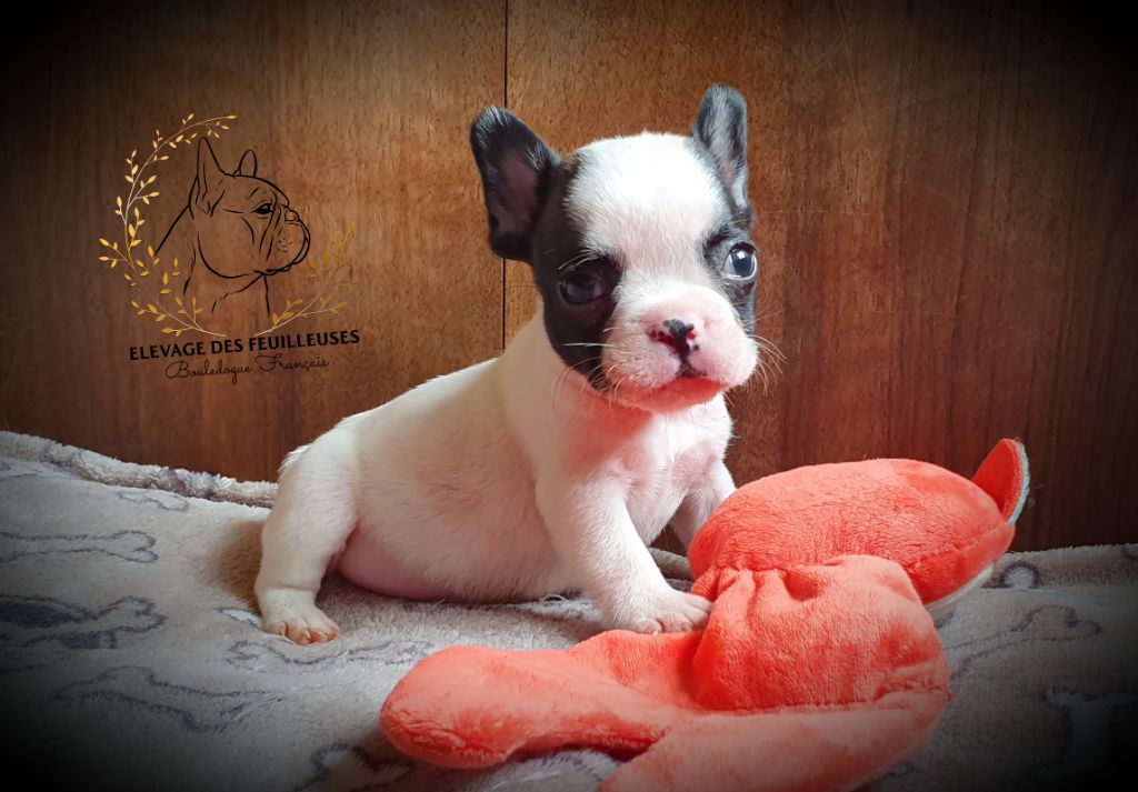 des Feuilleuses - Chiots disponibles - Bouledogue français